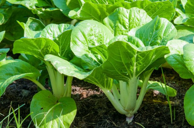 Китайская листовая капуста, или пак-чой (Brassica rapa var. chinensis) Китайская листовая капуста, или пак-чой (Brassica rapa var. chinensis)