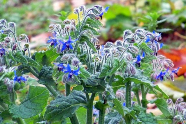 Огуречник, бурачник, или Огуречная трава (Borago) Огуречник, бурачник, или Огуречная трава (Borago)