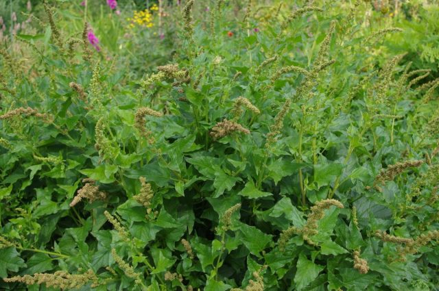 Марь, или Блитум Доброго Генриха (Chenopodium bonus-henricus) Марь, или Блитум Доброго Генриха (Chenopodium bonus-henricus)