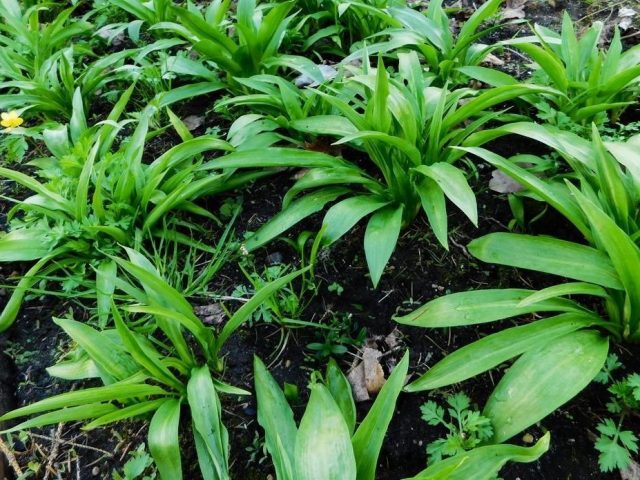 Черемша, или Дикий лук (Allium tricoccum) Черемша, или Дикий лук (Allium tricoccum)