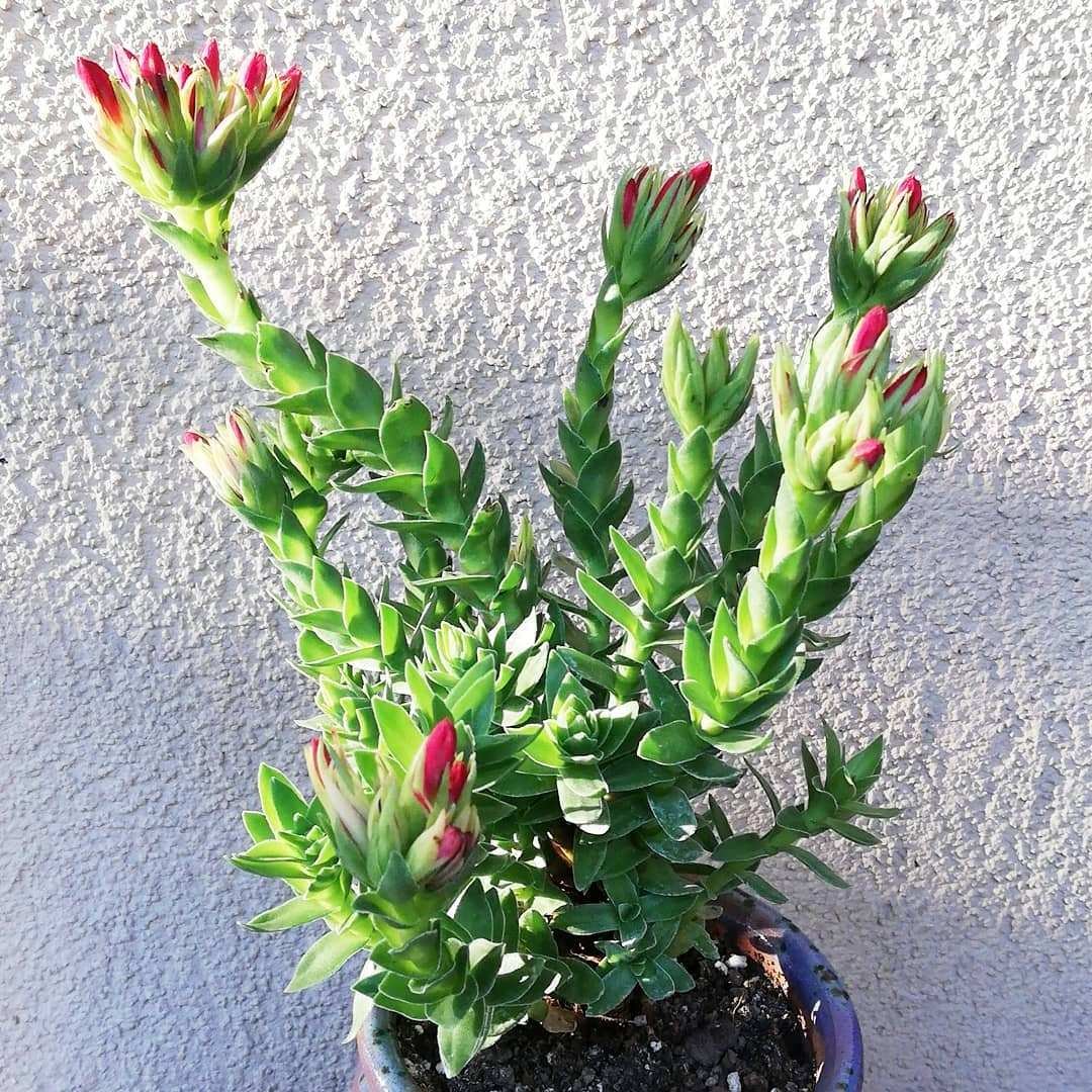 Рохея, или Толстянка пурпурная (Crassula coccinea) Рохея, или Толстянка пурпурная (Crassula coccinea)
