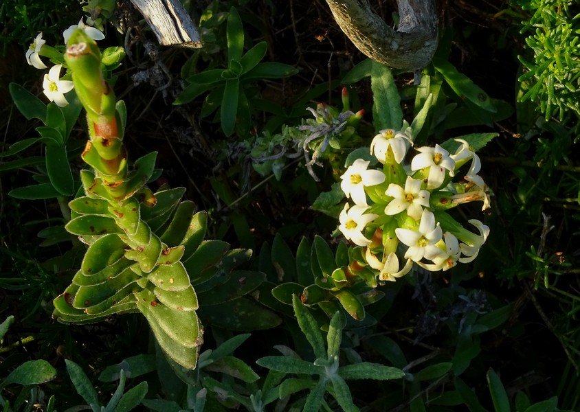 Рохея ароматнейшая (Crassula fascicularis) Рохея ароматнейшая (Crassula fascicularis)