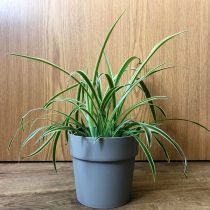 Хлорофитум хохлатый (Chlorophytum comosum) не только борется с патогенами, но и способен поглощать формальдегид, тяжёлые металлы и бензол Хлорофитум хохлатый (Chlorophytum comosum) не только борется с патогенами, но и способен поглощать формальдегид, тяжёлые металлы и бензол