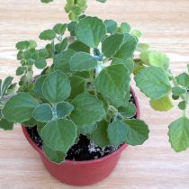 Лёгкий запах плектрантуса (Plectranthus) снимает усталость и расслабляет Лёгкий запах плектрантуса (Plectranthus) снимает усталость и расслабляет