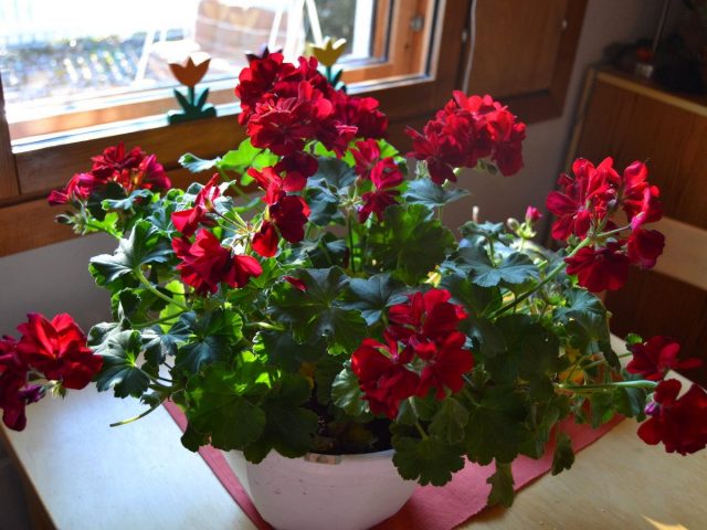 Пеларгония (Pelargonium) содержит эфирные масла в листьях, успешно справляющиеся со многими микроорганизмами Пеларгония (Pelargonium) содержит эфирные масла в листьях, успешно справляющиеся со многими микроорганизмами