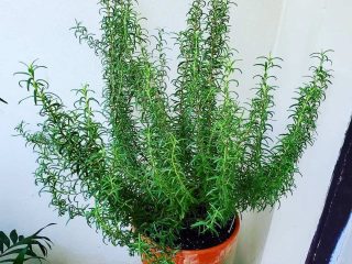 Розмарин лекарственный (Salvia rosmarinus) прекрасно борется с патогенами, вызывающими заболевания дыхательной и пищеварительной систем Розмарин лекарственный (Salvia rosmarinus) прекрасно борется с патогенами, вызывающими заболевания дыхательной и пищеварительной систем