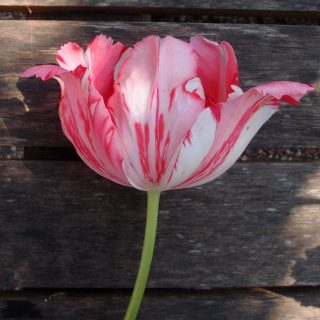 Тюльпан 'Fantasy', пораженный вирусом мозаики тюльпана (Tulipa virus) Тюльпан 'Fantasy', пораженный вирусом мозаики тюльпана (Tulipa virus)