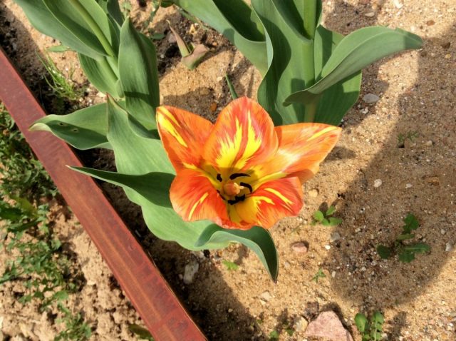 тюльпан 'Orange Breeze' — слабый, примерно вдвое ниже нормы тюльпан 'Orange Breeze' — слабый, примерно вдвое ниже нормы