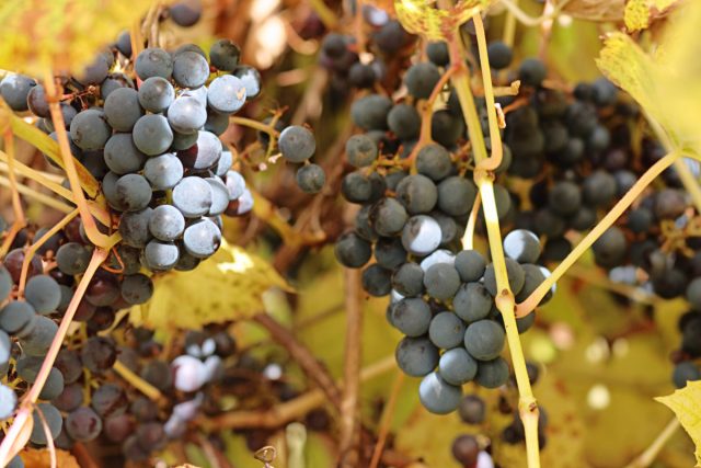 Виноград амурский — самый морозостойкий