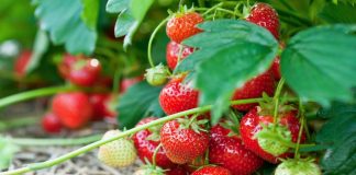 Земляника садовая — не только очень вкусна, это просто кладезь витаминов и полезных веществ