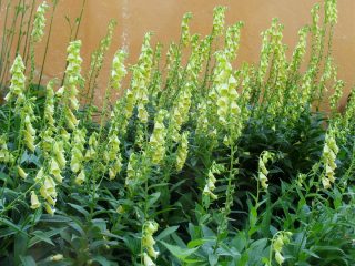Наперстянка крупноцветковая, или Мертона (Digitalis grandiflora) Наперстянка крупноцветковая, или Мертона (Digitalis grandiflora)