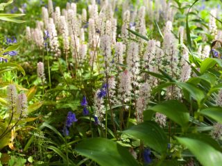 Тиарелла (Tiarella) Тиарелла (Tiarella)
