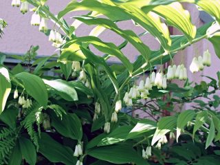 Купена душистая (Polygonatum odoratum) Купена душистая (Polygonatum odoratum)