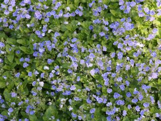 Вероника цветоножковая (Veronica peduncularis) Вероника цветоножковая (Veronica peduncularis)