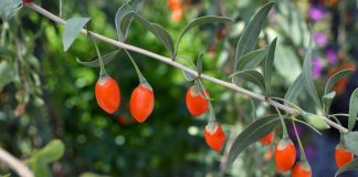 5 ягод, о посадке которых я пожалела