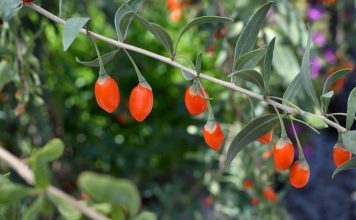 5 ягод, о посадке которых я пожалела