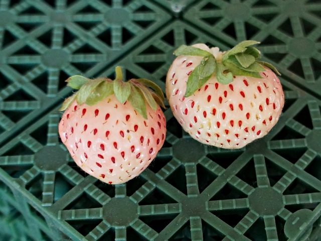 Белая земляника «Пайнберри» (Fragaria x ananassa ‘Pineberry’) Белая земляника «Пайнберри» (Fragaria x ananassa ‘Pineberry’)