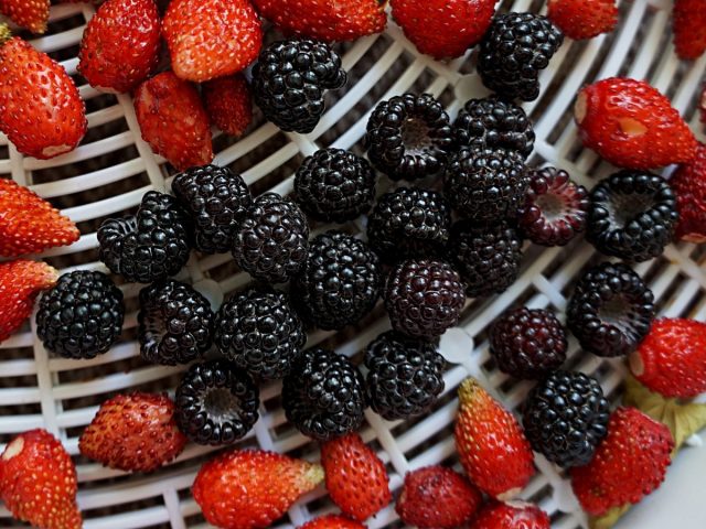 Размеры черной малины (Rubus idaeus) сопоставимы с мелкими ягодками альпийской земляники Размеры черной малины (Rubus idaeus) сопоставимы с мелкими ягодками альпийской земляники