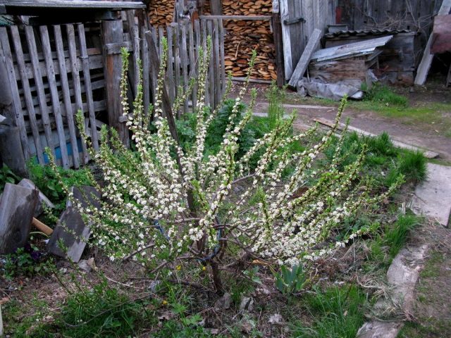 Вишня Бессея (Cerasus besseyi) Вишня Бессея (Cerasus besseyi)