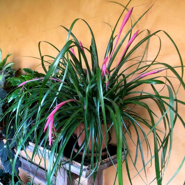 Бильбергия поникающая (Billbergia nutans) Бильбергия поникающая (Billbergia nutans)