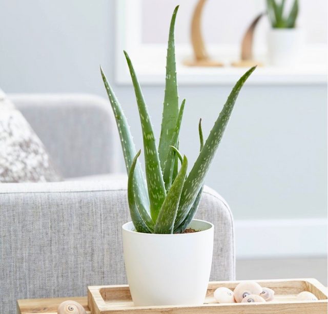 Алоэ (Aloe) Алоэ (Aloe)