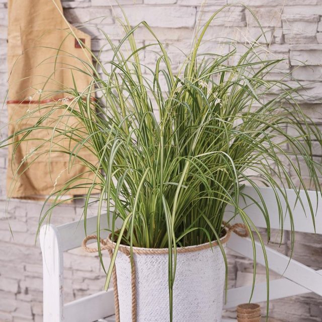 Хлорофитум (Chlorophytum) Хлорофитум (Chlorophytum)