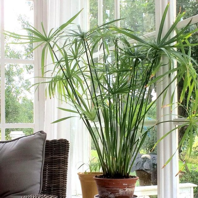 Циперус (Cyperus) Циперус (Cyperus)