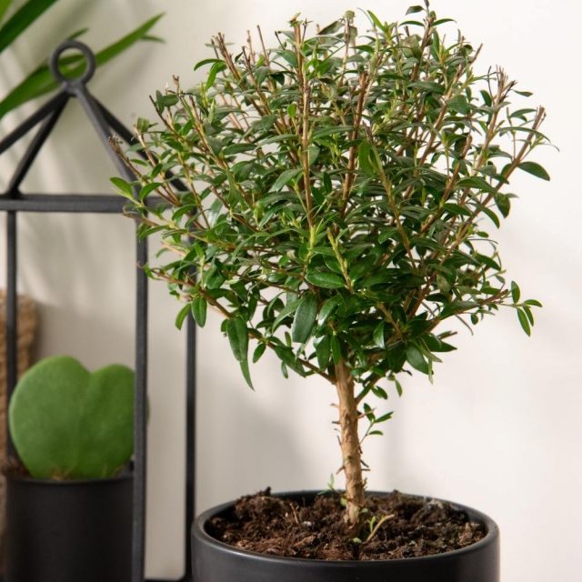 Мирт обыкновенный (Myrtus communis) Мирт обыкновенный (Myrtus communis)