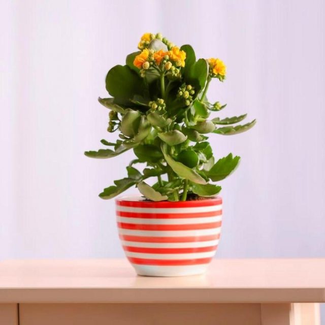 Каланхоэ (Kalanchoe) Каланхоэ (Kalanchoe)