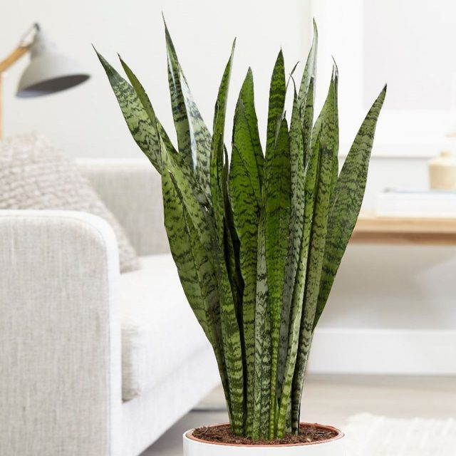 Сансевиерия (Sansevieria) Сансевиерия (Sansevieria)