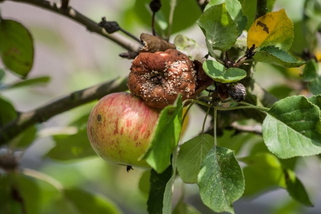 8 самых распространенных болезней яблонь 