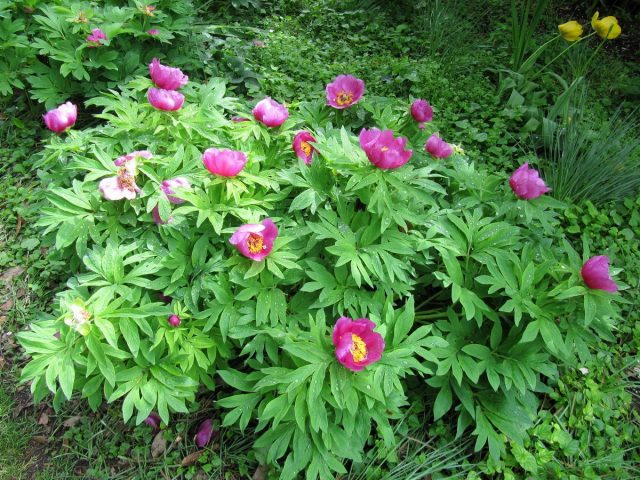 Пион лекарственный (Paeonia officinalis) Пион лекарственный (Paeonia officinalis)