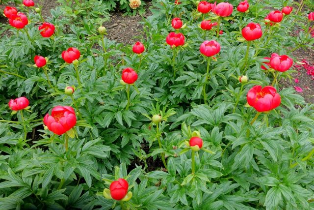 Пион иноземный (Paeonia peregrina) Пион иноземный (Paeonia peregrina)