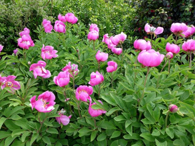 Пион мужской, или пион кавахский (Paeonia mascula) Пион мужской, или пион кавахский (Paeonia mascula)