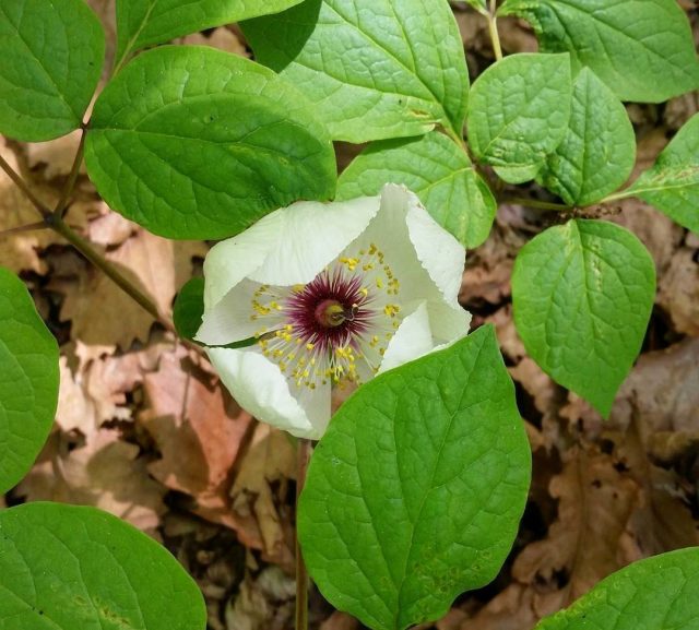 Пион горный (Paeonia oreogeton) Пион горный (Paeonia oreogeton)