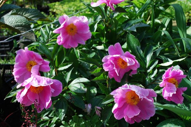 Пион молочноцветковый, или Пион китайский (Paeonia lactiflora) Пион молочноцветковый, или Пион китайский (Paeonia lactiflora)
