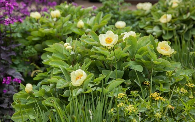 Пион Млокосевича (Paeonia daurica subsp. mlokosewitschii) Пион Млокосевича (Paeonia daurica subsp. mlokosewitschii)