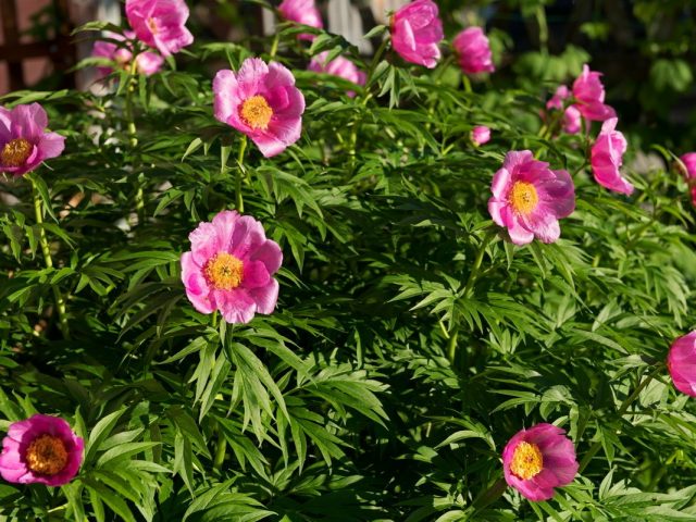 Пион уклоняющийся, или Марьин корень (Paeonia anomala) Пион уклоняющийся, или Марьин корень (Paeonia anomala)