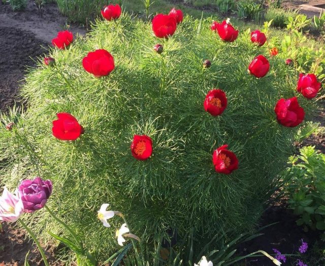 Пион тонколистный, или воронец (Paeonia tenuifolia) Пион тонколистный, или воронец (Paeonia tenuifolia)