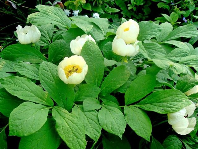 Пион японский (Paeonia japonica) Пион японский (Paeonia japonica)