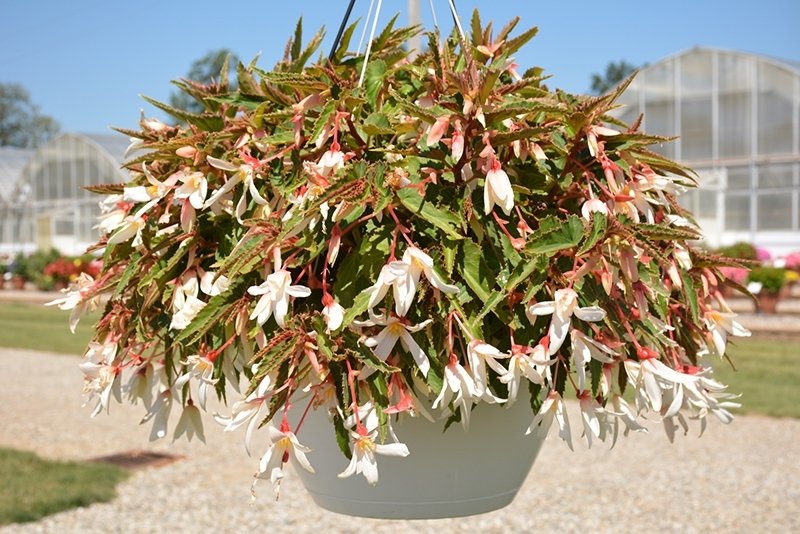 Begonia-boliviensis-Bossa-Nova-Pure-White-1