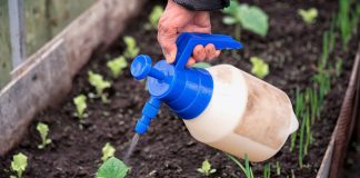 Полив растений растворам удобрений