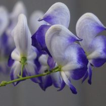 Аконит биколор (Aconitum cammarum Bicolor) Аконит биколор (Aconitum cammarum Bicolor)