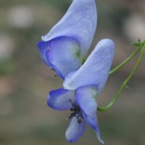 Аконит клобучковый (Aconitum napellus) Аконит клобучковый (Aconitum napellus)