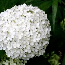 Гортенизия «Анабель» (Hydrangea 'Annabelle') Гортенизия «Анабель» (Hydrangea 'Annabelle')