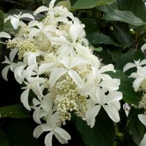 Гортензия «Вастеривал» (Hydrangea 'Vasterival') Гортензия «Вастеривал» (Hydrangea 'Vasterival')
