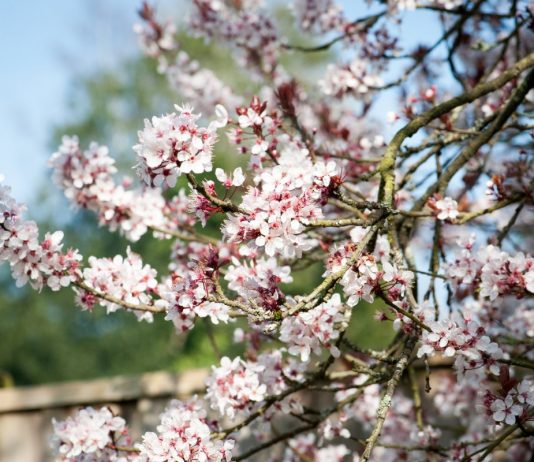Ароматы весеннего сада, или Какие растения и чем пахнут весной?