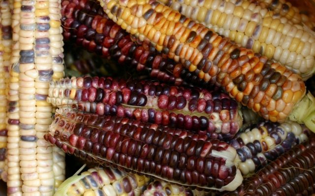 Если при совместной посадке пыльца фиолетовых сортов опылит желтую кукурузу, то при созревании початки оказываются пестрыми Если при совместной посадке пыльца фиолетовых сортов опылит желтую кукурузу, то при созревании початки оказываются пестрыми