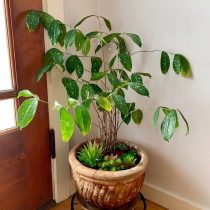 Драцена побегообразующая, или Драцена Годсефа (Dracaena surculosa) Драцена побегообразующая, или Драцена Годсефа (Dracaena surculosa)