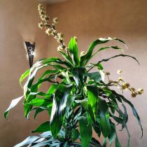 Драцена душистая (Dracaena fragrans) Драцена душистая (Dracaena fragrans)